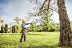 How Our Tree Care Process Works  in  Snow Hill, NC